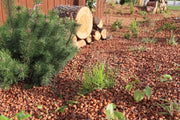Hazelnoot doppen in tuin 