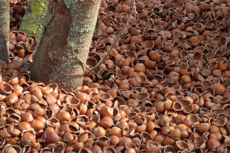 Hazelnoot doppen tuin 