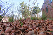 hazelnootdoppen close up 