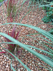 Macadamia doppen border