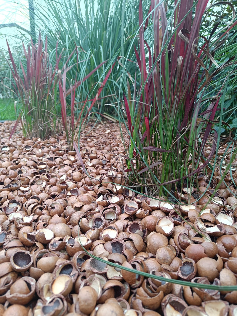 macadamia als bodembedekker