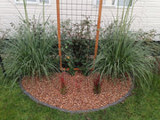 macadamia ronde border