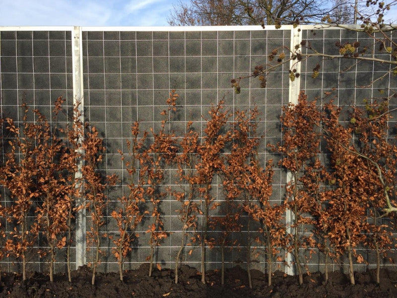 Noise-Reducer SA-36 Geluidscherm – 100 × 250 cm (B × H)